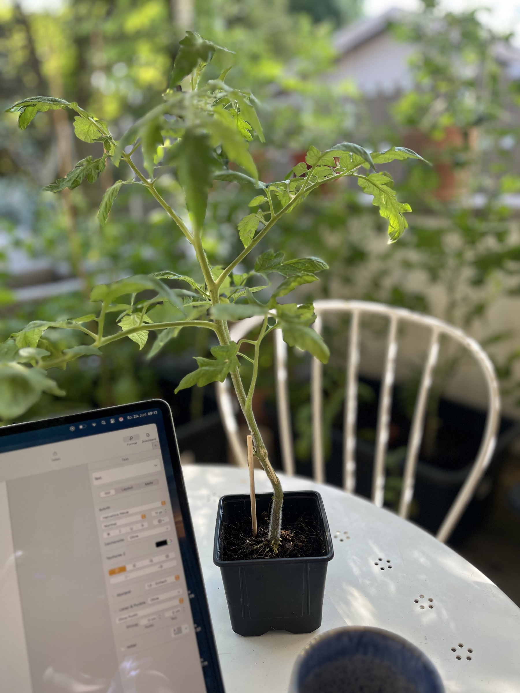 Eine junge Tomatenpflanze neben Laptop und Kaffeetasse auf einem Gartentisch.