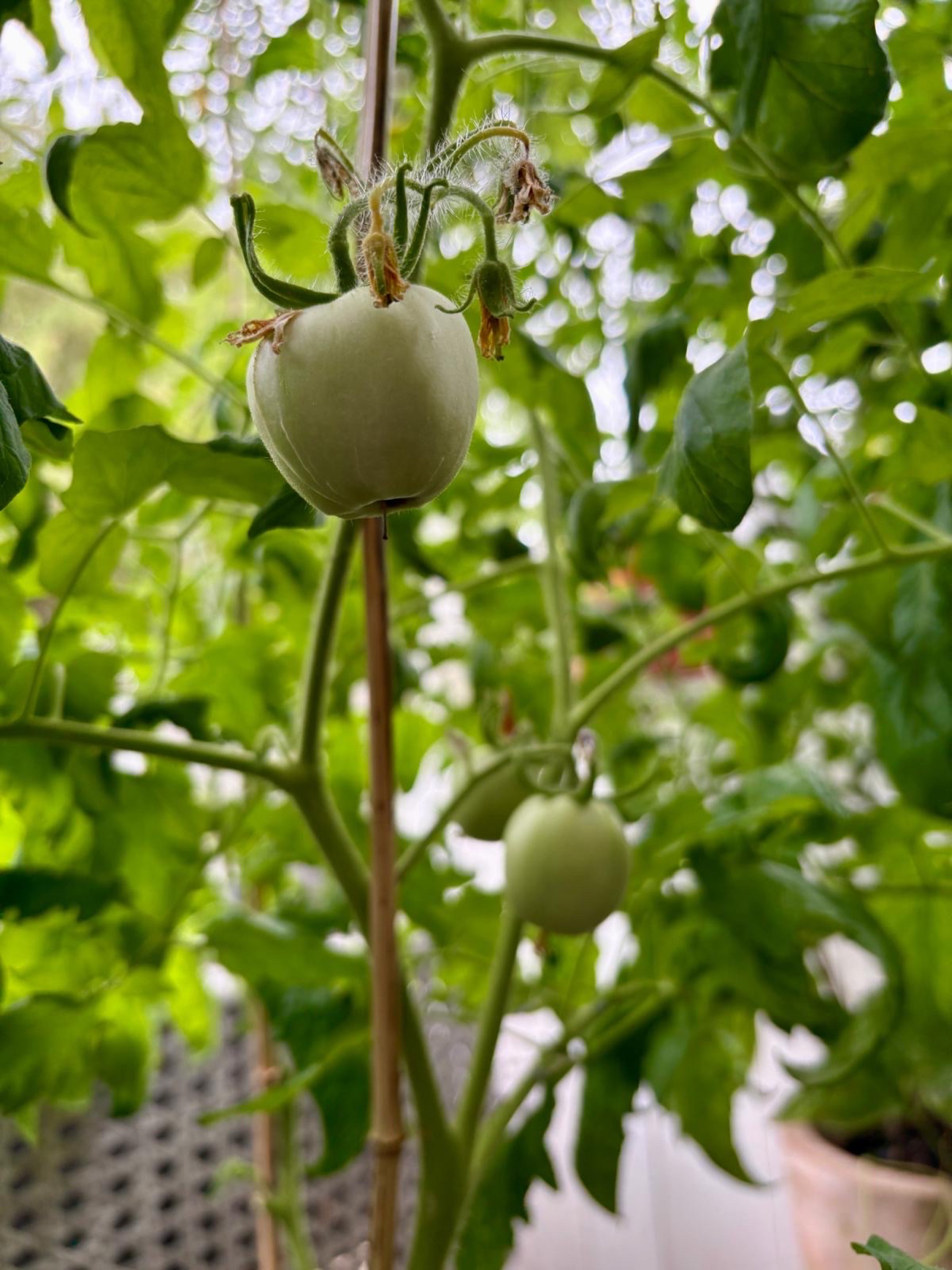 Eine junge grüne Tomate zwischen sonnenbeschienenen Blättern.