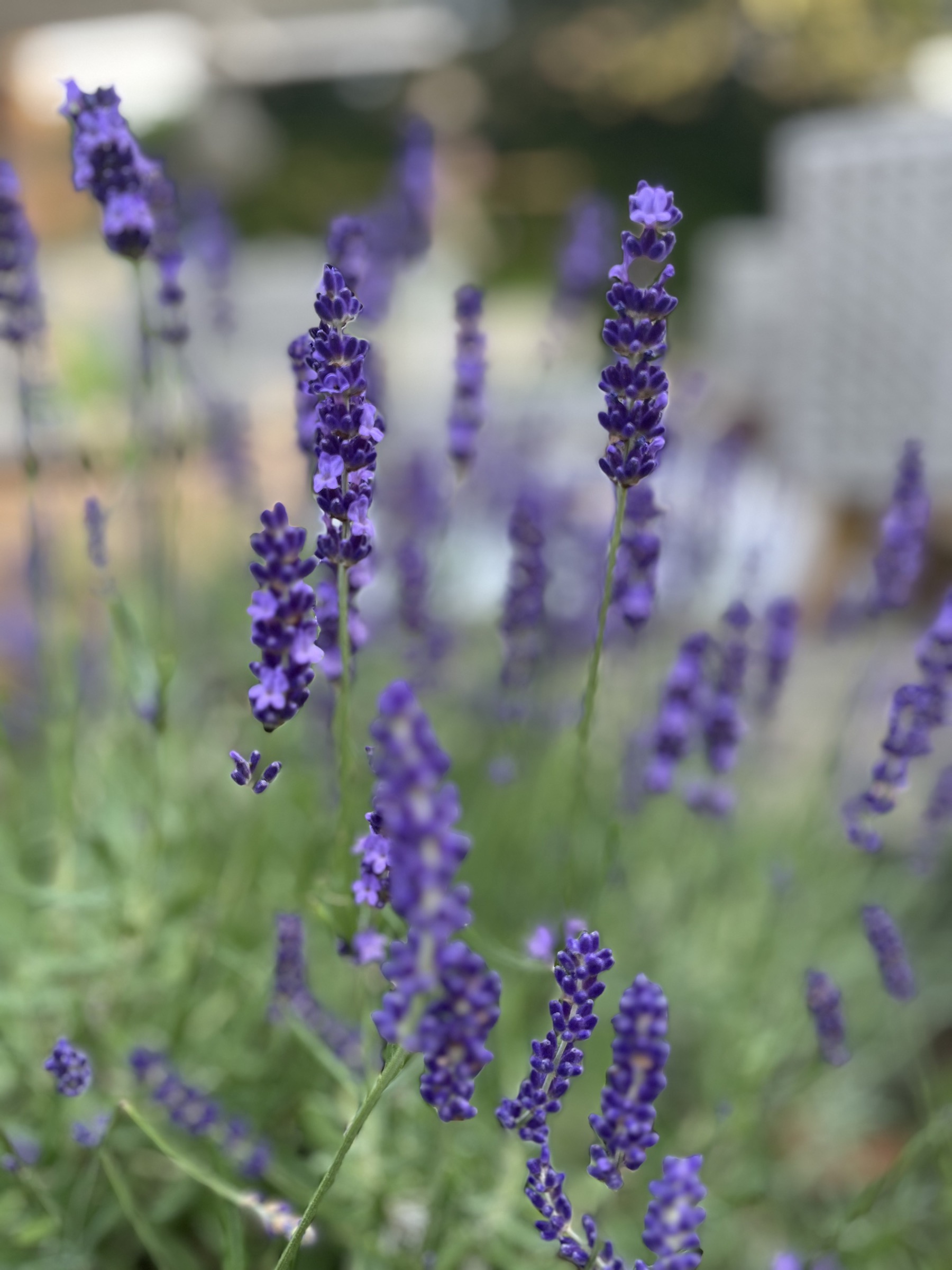 Violette Lavendelblüten in weichem Sommerlicht.