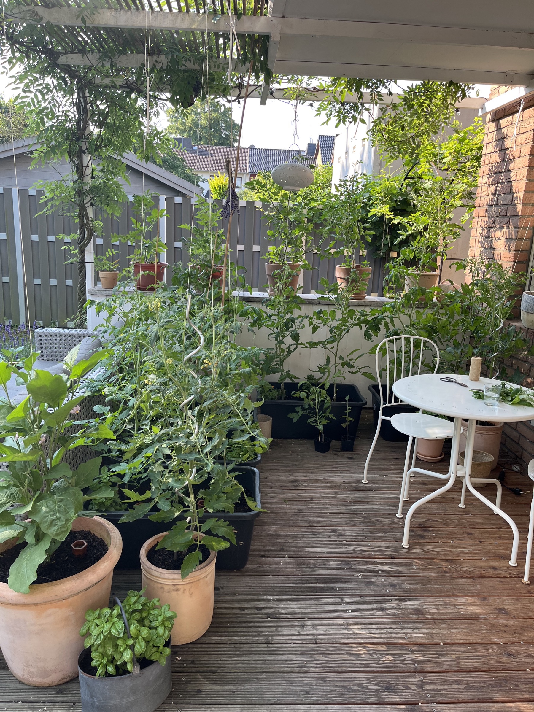 Giovannas üppig bepflanzte Terrasse mit vielen Tomatenpflanzen und einem kleinen weißen Tisch.