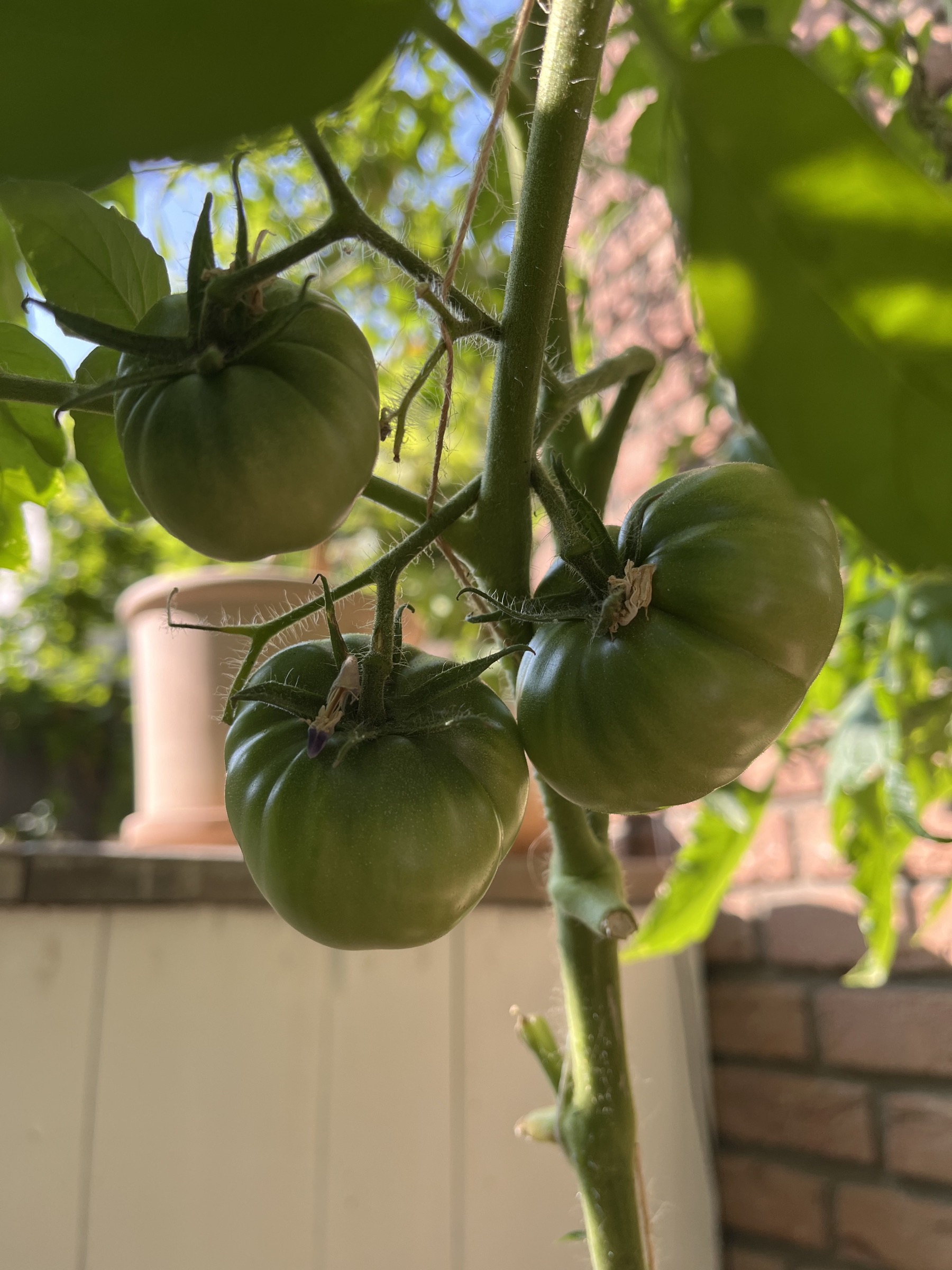 Drei grüne Tomaten im warmen Gegenlicht.