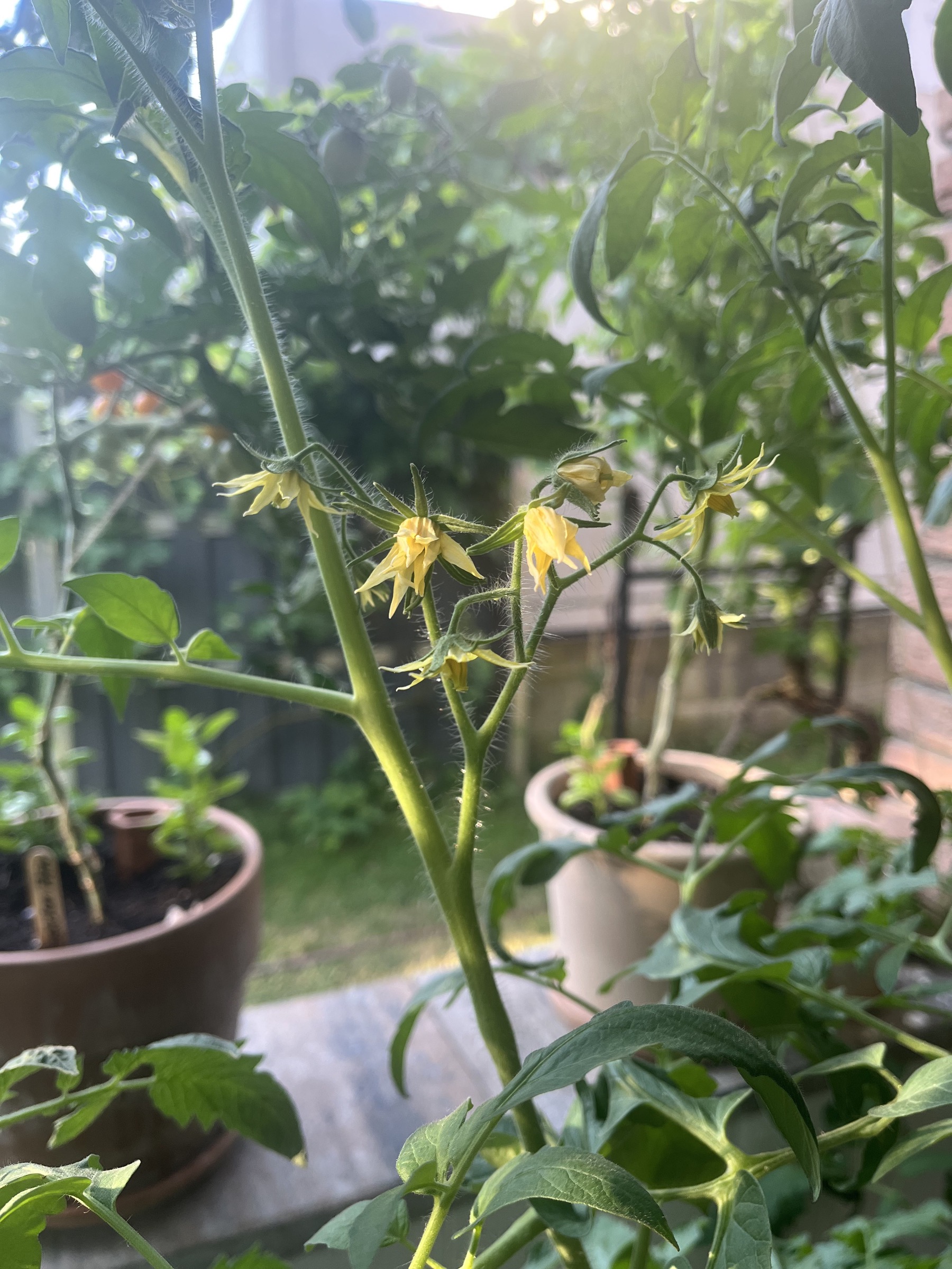 Zarte gelbe Tomatenblüten im sommerlichen Morgenlicht.